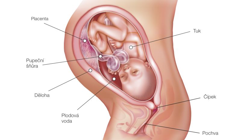 Fotografie (35. týždeň tehotenstva: Vývoj plodu a tehotenské zmeny)